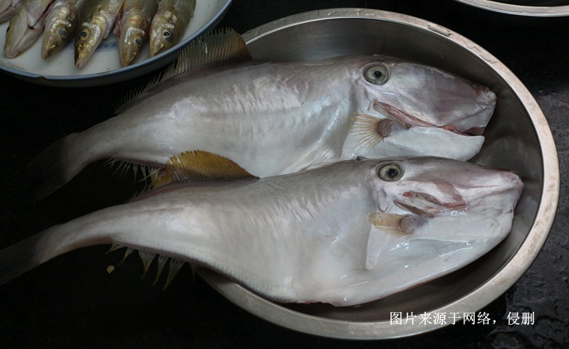 馬來(lái)西亞冷凍魚(yú)進(jìn)口報(bào)關(guān)費(fèi)用到廣州南沙海運(yùn)案例