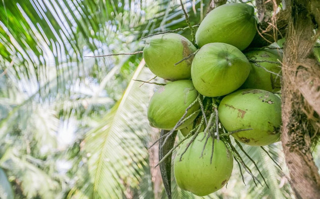 泰國椰青進口報關